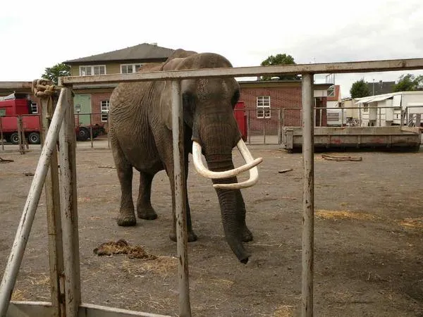 Bild: Erneut kommt die Hilfe für einen Elefanten im Zirkus zu spät - Zirkuselefant stirbt hinter den Kulissen