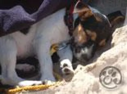 Bild: Verbesserung in der Hunde OP Versicherung und Hundekrankenversicherung – Zuschuss zu den Chipkosten des Hundes