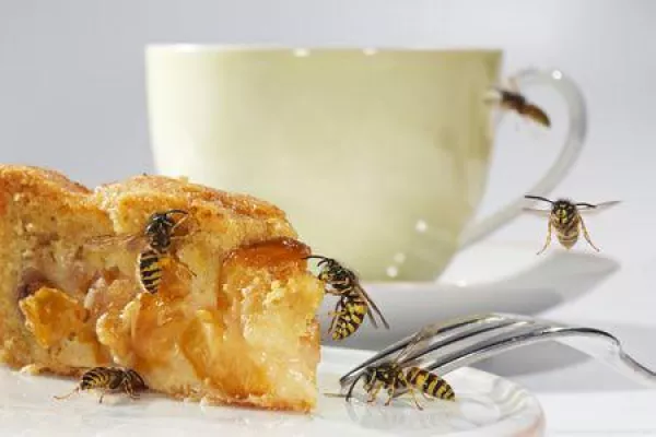 Wespen: Lästige Begleiterscheinung des Sommers Bild: Wespen: Lästige Begleiterscheinung des Sommers