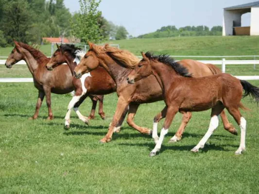 Seminare mit Curly Horses auf dem Gestüt Wolf während Osterferien - jetzt anmelden Bild: Seminare mit Curly Horses auf dem Gestüt Wolf während Osterferien - jetzt anmelden