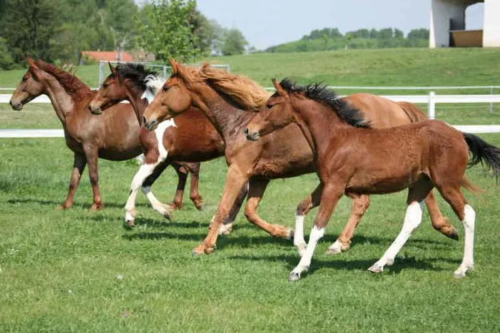 Bild: Seminare mit Curly Horses auf dem Gestüt Wolf während Osterferien - jetzt anmelden