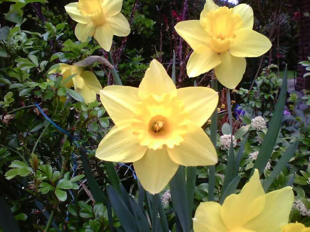 Von Osterhasen und Osterlämmern Bild: Von Osterhasen und Osterlämmern