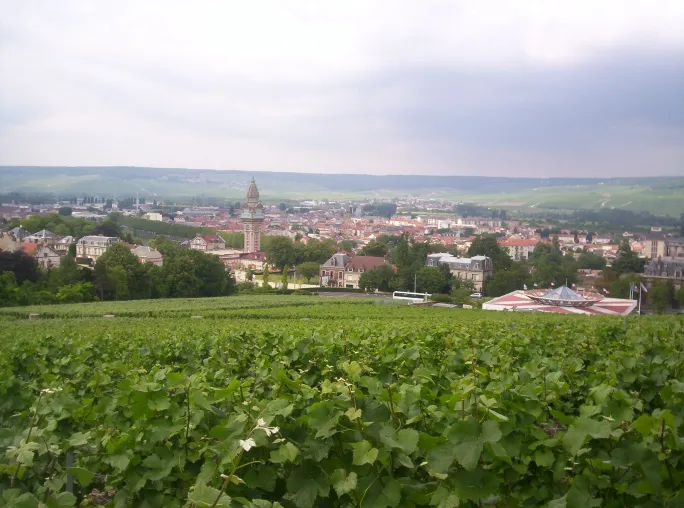 Bild: Champagne: Winzereinkauf optimiert Prozesse mit Compex
