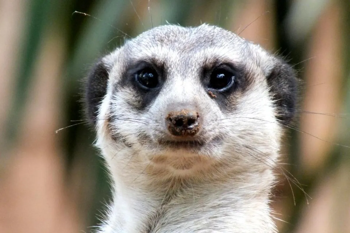 Erdännchen in einem modernen Zoo | Foto: zoos.media