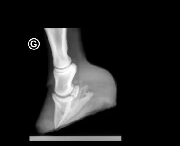 Bild: Notfallplan für Hufrehepferde und deren Besitzer
