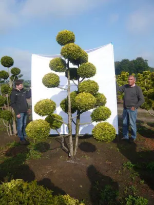 Bild: Neue Pflanzen für den Garten für einen Asien-Garten - XXL-Bonsai , Japanahorn, Heckenbambus