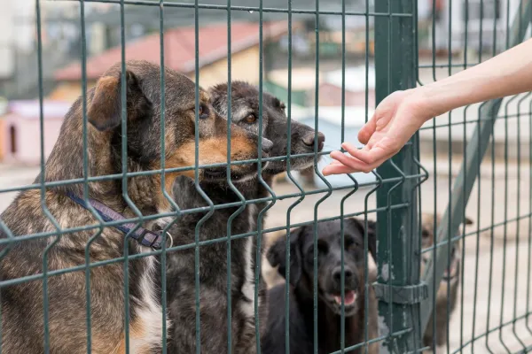 Bild: Wie Versorgungspakete zur Verbesserung der Tiergesundheit beitragen: Tierheimsponsoring erklärt