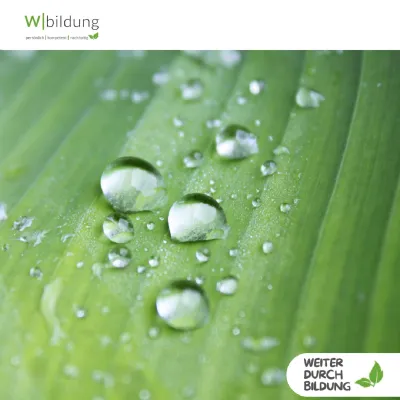 Bild: Resilienz stärken im Seminar „Lotusblüteneffekt“ – am 16. & 17. September 2025 in Heidelberg
