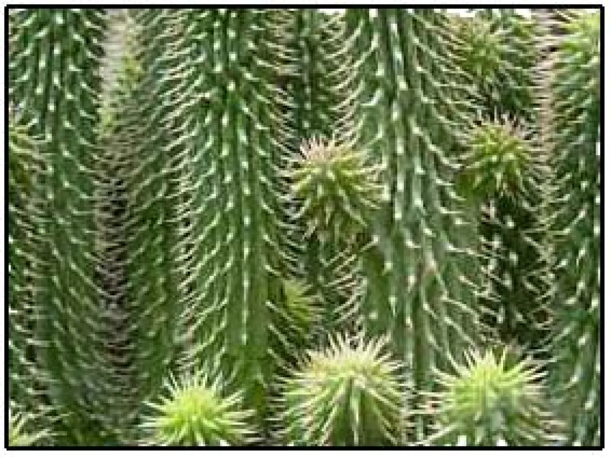 Der Hoodia Kaktus - Natürliches Mittel zum Abnehmen