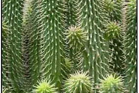 Bild: Forscher extrahieren Wirkstoff zum Abnehmen aus Kaktus aus der Kalahari Wüste