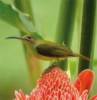 Bild: Swarovski Optik - Großer internationaler Fotowettbewerb