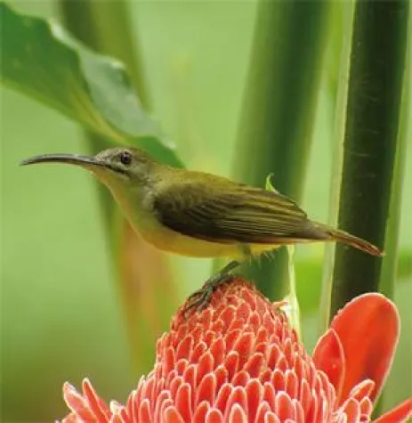 Bild: Swarovski Optik - Großer internationaler Fotowettbewerb