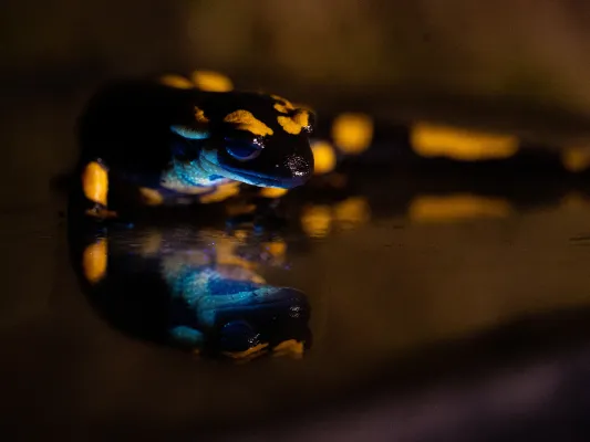 Bild: Natürliche Fluoreszenz im Feuersalamander entdeckt