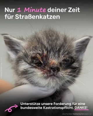 Bild: Gemeinsam gegen Katzenleid am Welttierschutztag