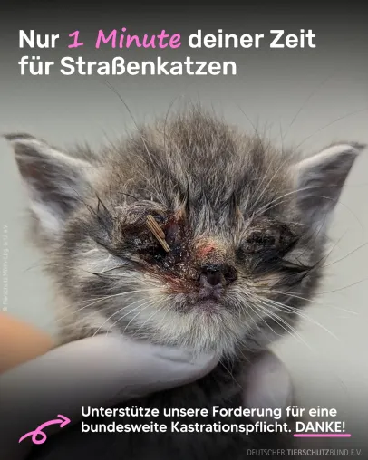 Bild: Gemeinsam gegen Katzenleid am Welttierschutztag