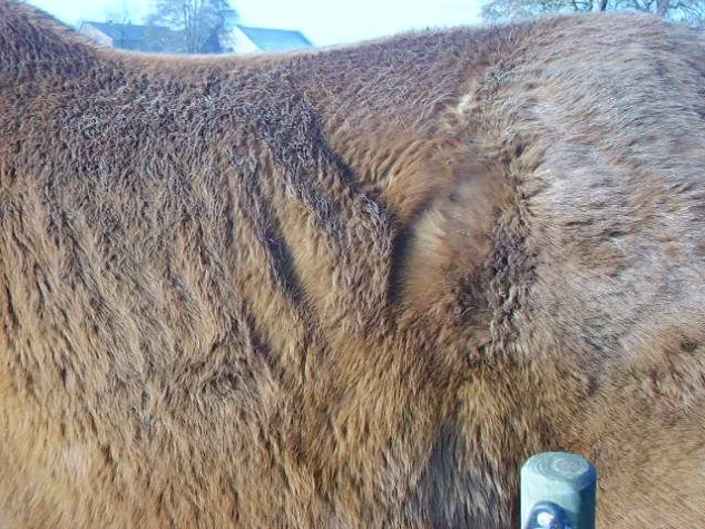Pferderettung e.V. benötigt dringend Hilfe Bild: Pferderettung e.V. benötigt dringend Hilfe