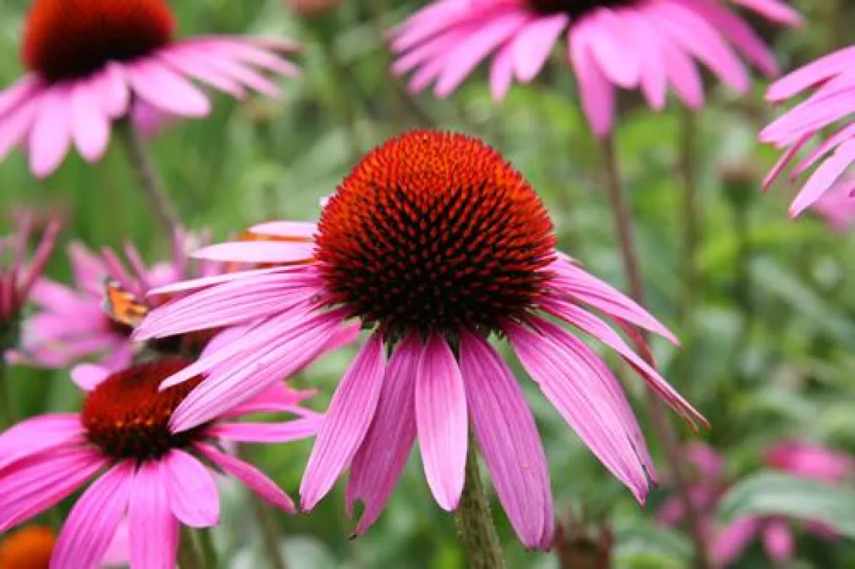 Mein schöner Garten/Ichters