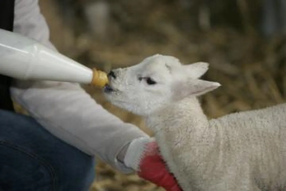 Lamm bei der Flaschenfütterung