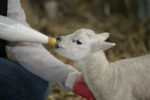 Bild: Lammzeit bei den Schafen in Nordfriesland