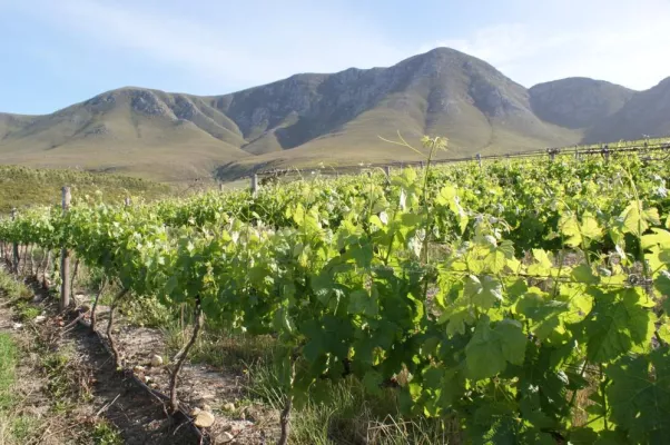 Bild: Spitzenweine von Hermanuspietersfontein bei RED SIMON: Südafrikanischer Sauvignon Blanc in höchster Vollendung