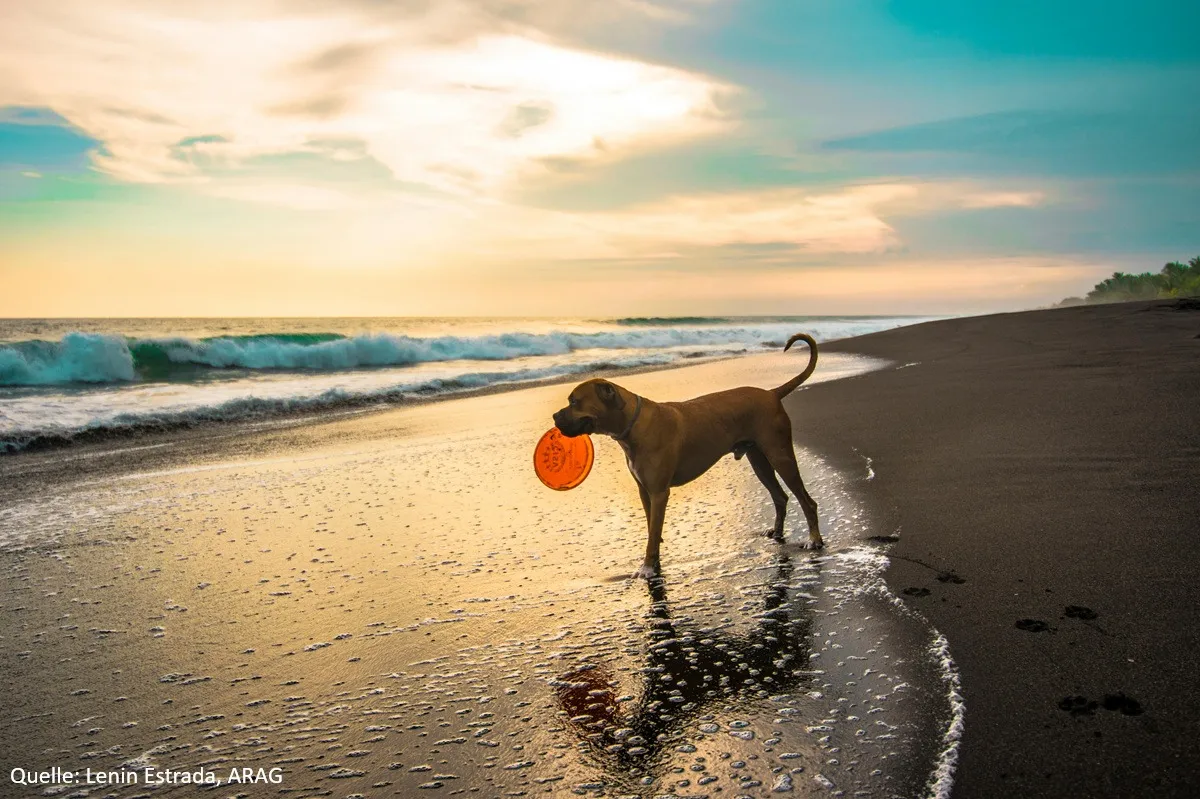 ARAG Experten geben Tipps, wie der Urlaub mit Hund gelingt