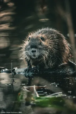 Und ewig grüßt das Bibertier Bild: Und ewig grüßt das Bibertier