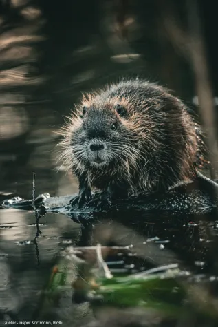 Und ewig grüßt das Bibertier Bild: Und ewig grüßt das Bibertier