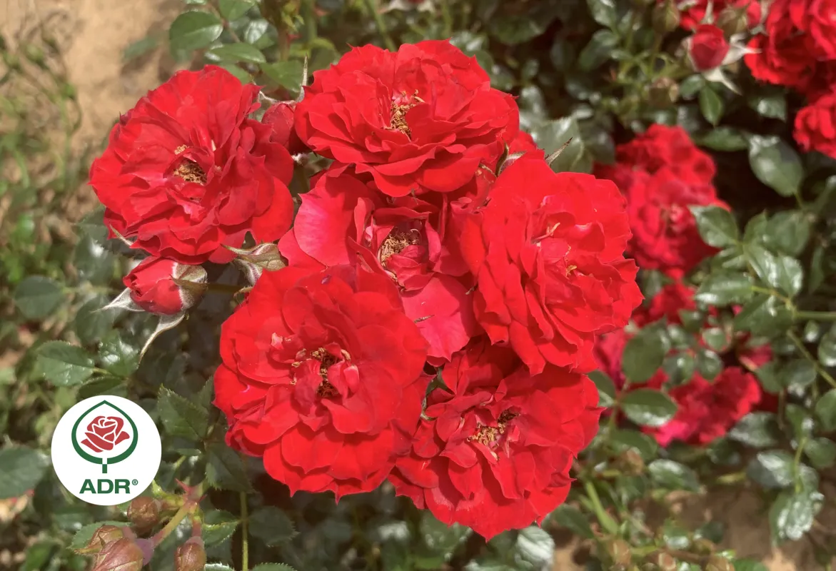 Leuchtend rote Blüten der Zwergrose
