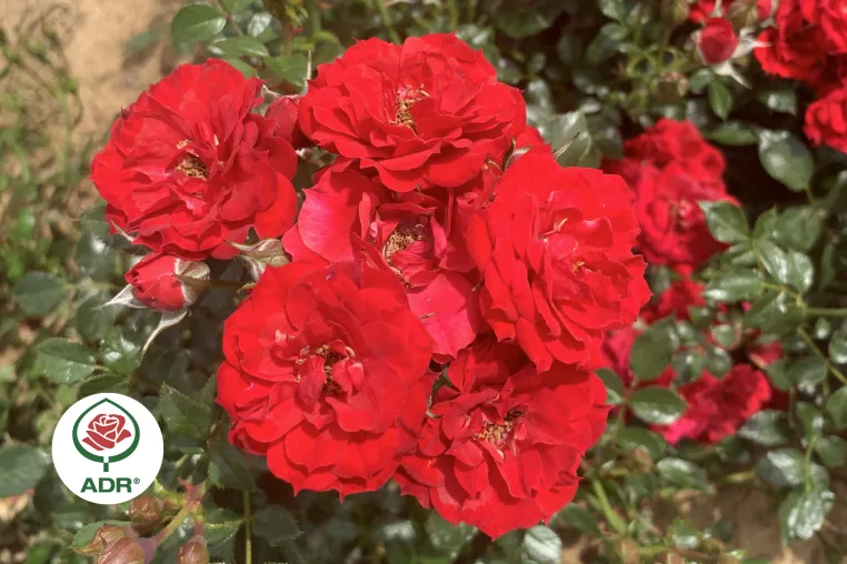 Bild: Rose "Die roten Teufel" aus Steinfurth erhält ADR-Prädikat