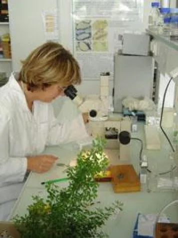 Das Loire-Tal wächst und gedeiht Bild: Das Loire-Tal wächst und gedeiht