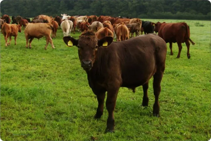 Bild: Rinder-Sharing – Teile Dir mit Anderen ein Rind