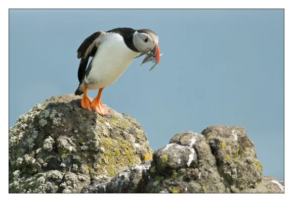 Bild: Fotoreise zu Papageitauchern und Basstölpeln an der Englischen und Schottischen Küste
