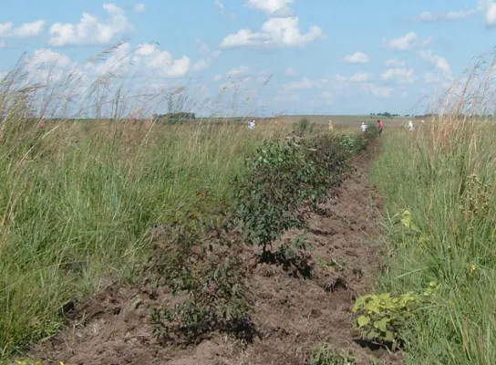 Eine Million Bäume für Paraguay – nachhaltiges Waldinvestment weiter im Aufwärtstrend Bild: Eine Million Bäume für Paraguay – nachhaltiges Waldinvestment weiter im Aufwärtstrend