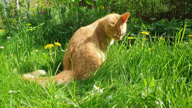 Bild: Wenn Frühling zur Qual wird: Pollenallergien bei Haustieren erkennen und behandeln