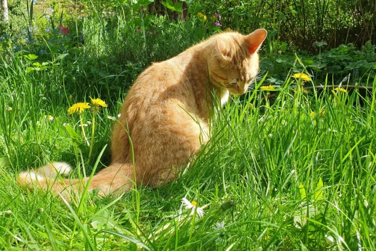 Bild: Wenn Frühling zur Qual wird: Pollenallergien bei Haustieren erkennen und behandeln