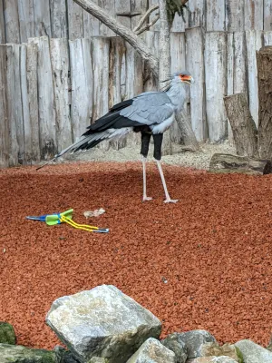 Bild: Von mutigen Meisen und scheuen Kranichen – warum manche Vögel Neues fürchten