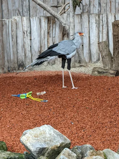 Bild: Von mutigen Meisen und scheuen Kranichen – warum manche Vögel Neues fürchten