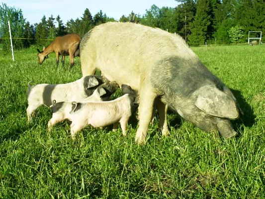 Glühwei(h)nacht bei den glücklichen Schweinen Bild: Glühwei(h)nacht bei den glücklichen Schweinen