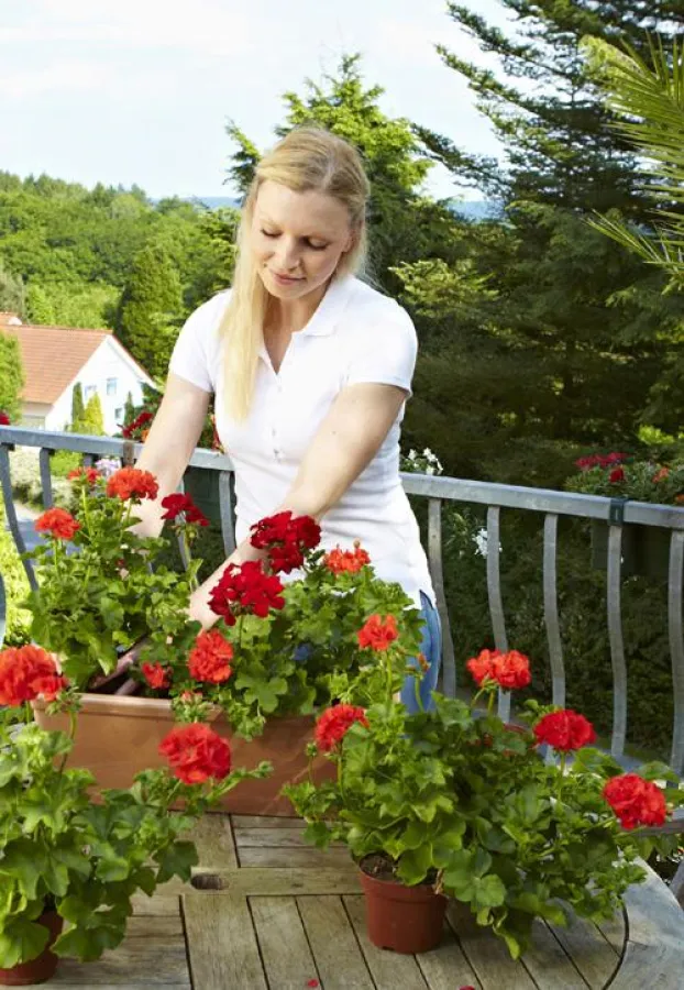 Blütenpracht auf dem Balkon mit der neuen Floragard Balkon- und Geranienerde einfach leicht.