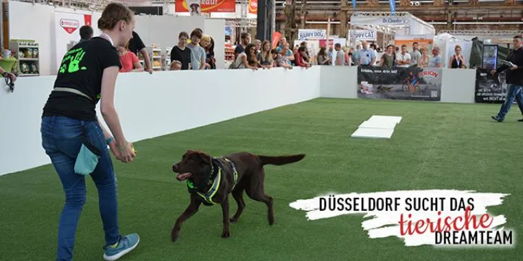 Bild: Wer wird das "Tierische Dreamteam" 2018?