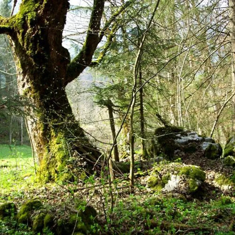 Gesund werden im Wald - pixelio.de/Andreas Hermsdorf