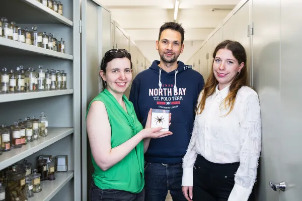 Bild: Die giftigste Spinne der Welt besteht aus drei Arten