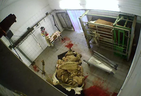 Bild: Nach Aufdeckung von Tierquälerei: Staatsanwaltschaft Köln erhebt Anklage gegen Schlachthof Hürth