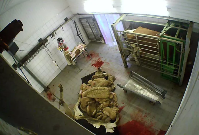 Bild: Nach Aufdeckung von Tierquälerei: Staatsanwaltschaft Köln erhebt Anklage gegen Schlachthof Hürth