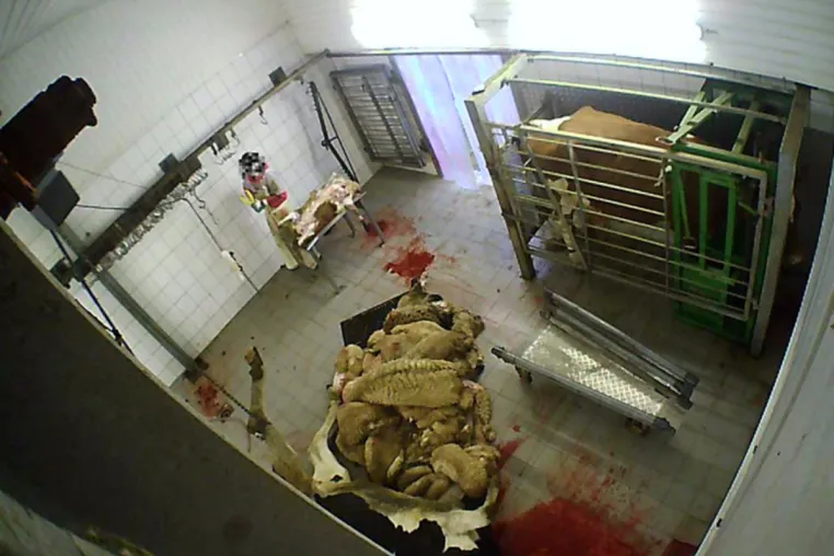 Bild: Nach Aufdeckung von Tierquälerei: Staatsanwaltschaft Köln erhebt Anklage gegen Schlachthof Hürth