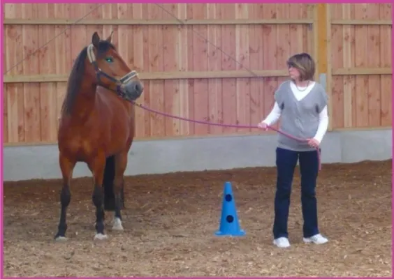 Bild: PferdeStärken menschen in Potsdam