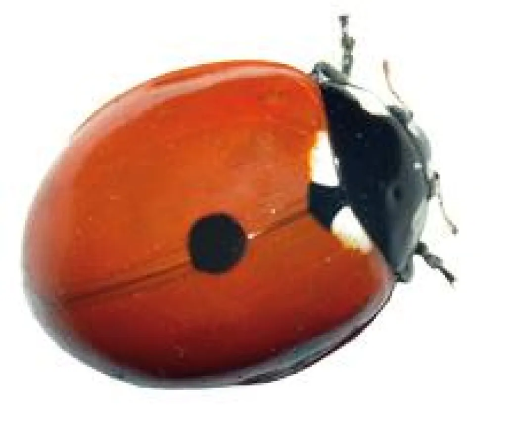 Manchmal reicht schon ein einziger Punkt, um sich von anderen zu unterscheiden.