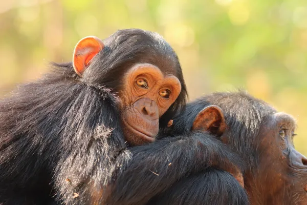 Bild: Deutsche unterstützen Projekt in Sambia: Große Hilfsbereitschaft für Schimpansen auf Chimfunshi