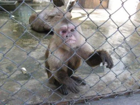 Bild: Artenschutz-Skandal um Berliner Affen  - Schimpansen-Export nach China möglicherweise illegal