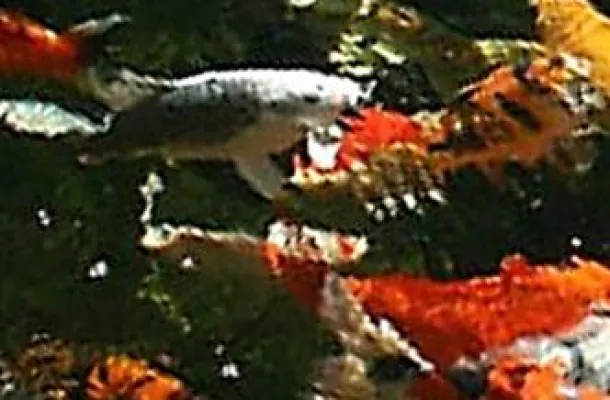 Notwendiger Sonnenschutz für Koi Karpfen Bild: Notwendiger Sonnenschutz für Koi Karpfen